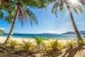 Beach with palm trees and white sand