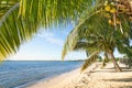 Beach palm and turquoise sea at Playa Larga Cuba