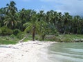 Beach with palms