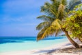 Beach Palms on Kuredu