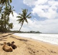 Beach with palms and relaxin sacred cows