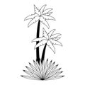 Beach palms trees with leaves cartoon in black and white