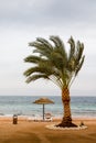 Beach with palms and umbrellas in a Windy and cloudy day Royalty Free Stock Photo