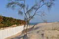 Beach path with tree Royalty Free Stock Photo