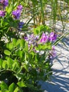 Beach Pea plants grow in the dune sand on Crane Beach MAssachusetts