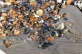Beach pebbles with ebbing tide