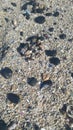 Beach pebbles and shells Royalty Free Stock Photo