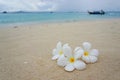 The beach of Phi Phi island