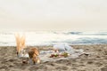 Beach picnic. Blanket with glasses of wine, snacks and fruits on the wooden board, candles, beautiful view on ocean Royalty Free Stock Photo