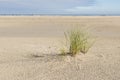 Beach with a plant marram grass Royalty Free Stock Photo