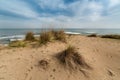 Beach plants