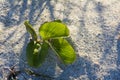 Beach plants growing close up