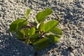 Beach plants growing close up