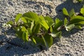 Beach plants growing
