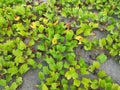 Beach plants