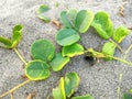 Beach plants