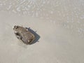 Beach plastic bottle garbage with shells . Sandy beach with bubble wave