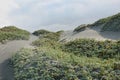 Beach, Playa, Dunes, Dunas, Flowers, Desert, Desert Flowers