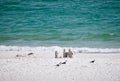 Beach Playtime is for the Birds