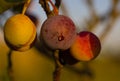 Beach Plum with Dewdrop