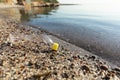 Wasted Plastic Bottle Lying On Sand Near Water, Blank Space Royalty Free Stock Photo