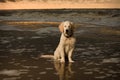 Beach portrait of Golden Retriever Puppy