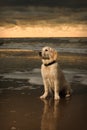 Beach portrait of Golden Retriever Puppy