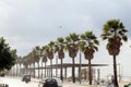 Palm tree at the Beach on the Mediterranean Sea , Tel Aviv yafo Royalty Free Stock Photo