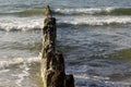 The beach is protected by a wooden groyne