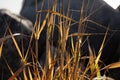 Beach reeds in the foreground and rocks in the background Royalty Free Stock Photo