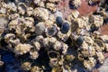 Beach Reef Closeup Royalty Free Stock Photo