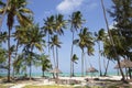 Beach resort with palm trees,Zanzibar island,Tanzania Royalty Free Stock Photo