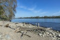 Beach of river Rhine with flotsam in Eltville