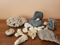 Beach Rock Collection with Coral