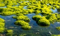 Beach with rocks and algae at low tide with sunny day Royalty Free Stock Photo