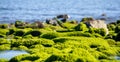 Beach with rocks and algae at low tide with sunny day Royalty Free Stock Photo