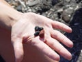 Beach rocks in hand near Exo Gialoso beach in Santorini Royalty Free Stock Photo