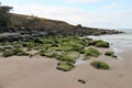 Beach rocks with moss Royalty Free Stock Photo