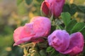 Beach Rose is in full bloom at dawn Royalty Free Stock Photo