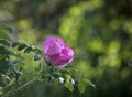 Beach rose rosa rugosa blooming with fragant purple flowers