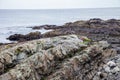 Beach roses growing in the rocks on the coast of Maine on the Marginal Way path in Ogunquit