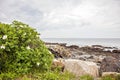 Beach roses growing in the rocks on the coast of Maine in Ogunquit