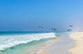 Beach of Salalah, Dhofar (Oman) Royalty Free Stock Photo