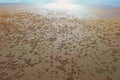 Beach Sand Balls Crabs