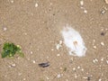 Beach sand with clamshell seaweed and gull droppings Royalty Free Stock Photo
