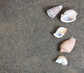 Clean beach sand with seashells