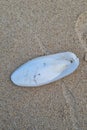 Beach Sand with Cuttlebone - Coastal Nature Concept for Educational and Decorative Use Royalty Free Stock Photo