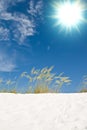 Beach sand dune grasses Royalty Free Stock Photo