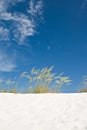 Beach sand dune grasses Royalty Free Stock Photo