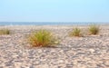 Beach sand dune grasses Royalty Free Stock Photo